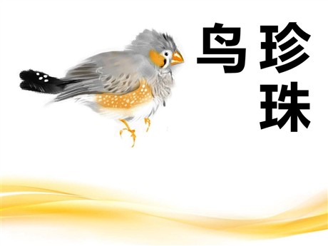 《珍珠鸟》PPT课件10