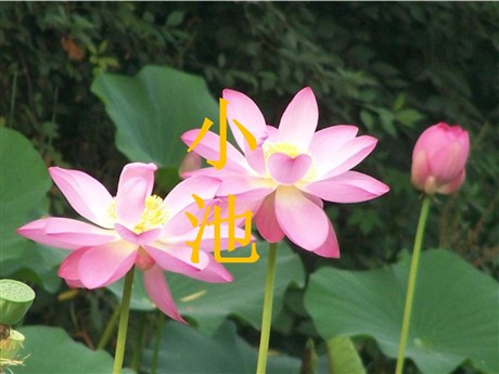 《小池》PPT课件2