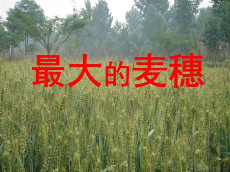 《最大的麦穗》PPT课件3