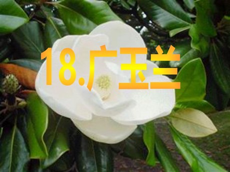 《广玉兰》PPT课件5