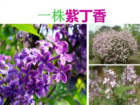 《一株紫丁香》PPT课件3