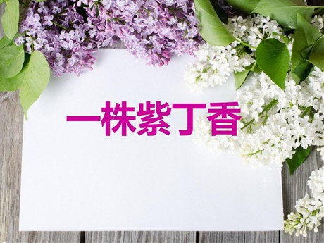 《一株紫丁香》PPT课件5