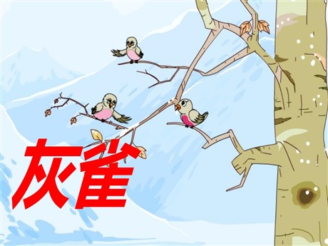 《灰雀》PPT课件3