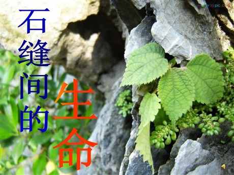 《石缝间的生命》PPT课件
