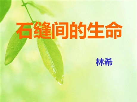 《石缝间的生命》PPT课件2
