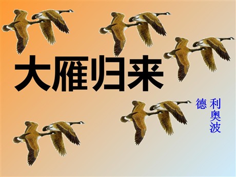《大雁归来》PPT课件6