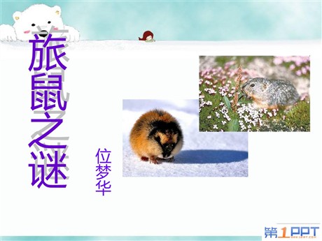 《旅鼠之谜》PPT课件5