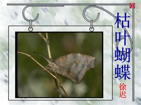 《枯叶蝴蝶》PPT课件2