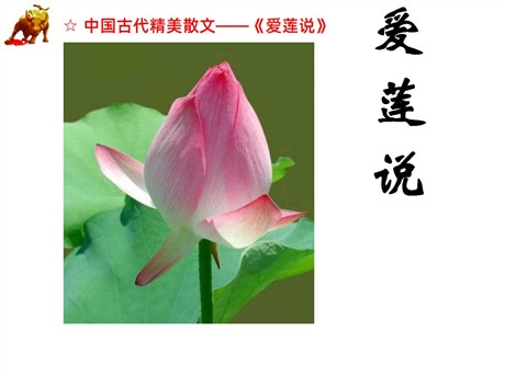 《爱莲说》PPT课件5