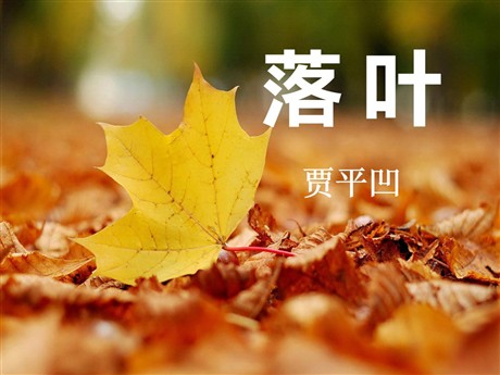 《落叶》PPT课件2