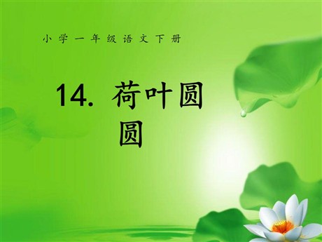 《荷叶圆圆》PPT课件6