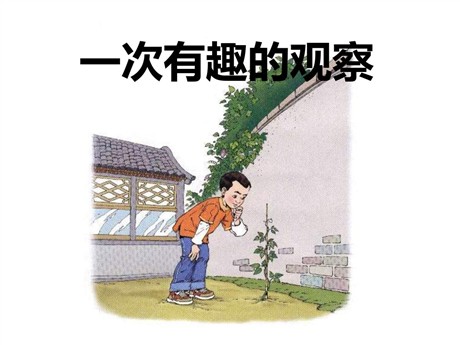 《一次有趣的观察》PPT课件