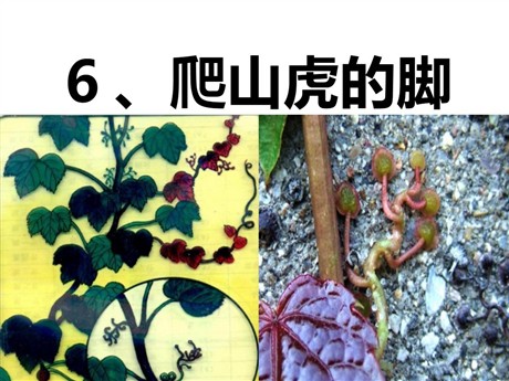 《爬山虎的脚》PPT课件