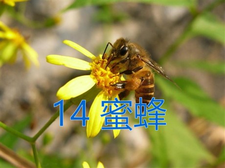 《蜜蜂》PPT课件2