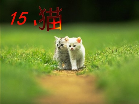 《猫》PPT课件4