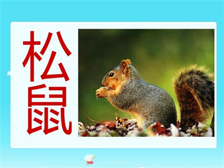 《松鼠》PPT课件7