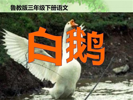 《白鹅》PPT课件8