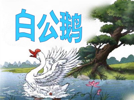 《白公鹅》PPT课件7