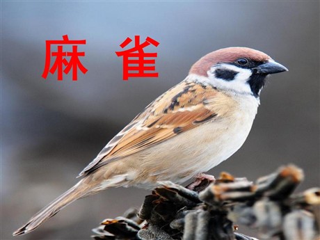 《麻雀》PPT课件