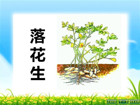 《落花生》PPT课件10