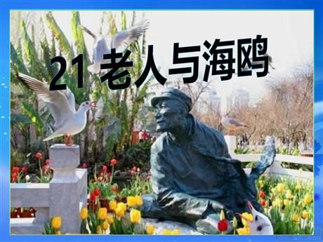 《老人与海鸥》PPT课件6