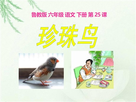 《珍珠鸟》PPT课件12