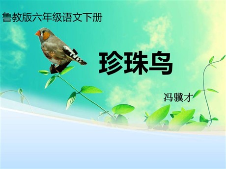 《珍珠鸟》PPT课件14