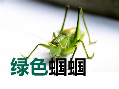 《绿色蝈蝈》PPT课件7
