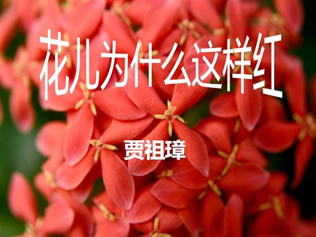《花儿为什么这样红》PPT课件6