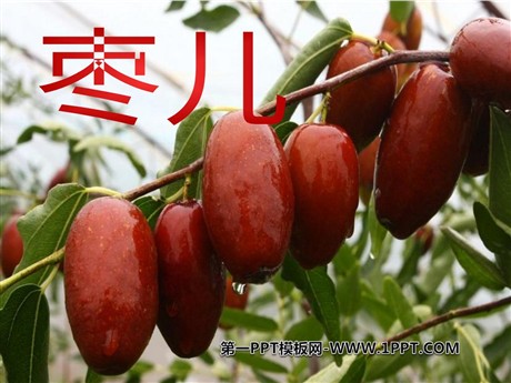 《枣儿》PPT课件4