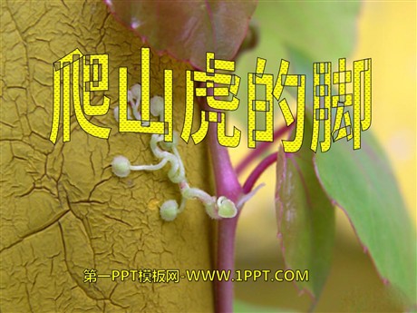 《爬山虎的脚》PPT课件4