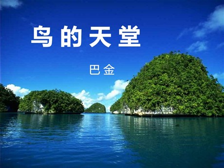 《鸟的天堂》PPT课件5
