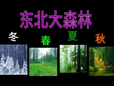 《东北大森林》PPT课件2