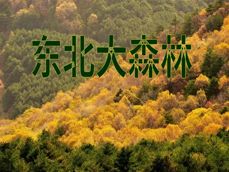 《东北大森林》PPT课件3