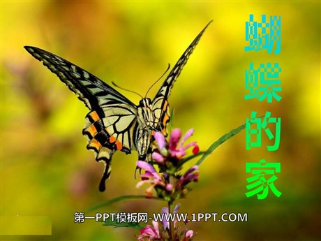 《蝴蝶的家》PPT课件5