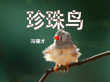 《珍珠鸟》PPT课件15