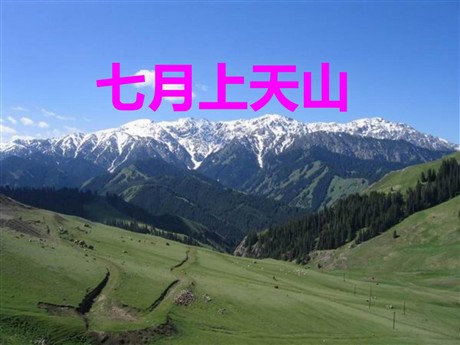 《七月的天山》PPT课件12