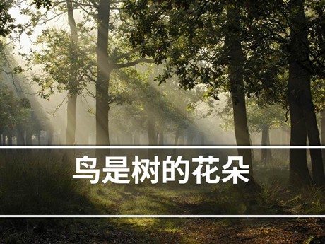 《鸟是树的花朵》PPT课件