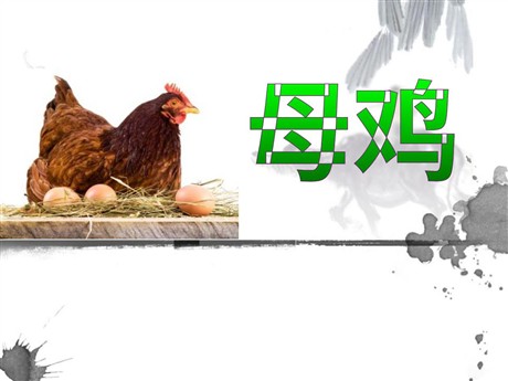 《母鸡》PPT课件8