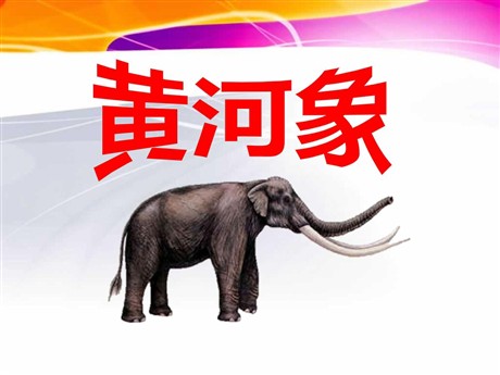 《黄河象》PPT课件4