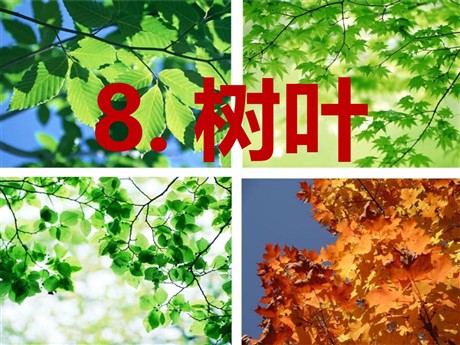 《树叶》PPT课件2