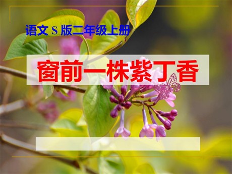 《窗前一株紫丁香》PPT课件