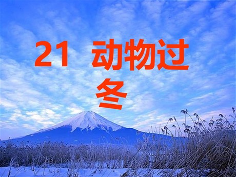 《动物过冬》PPT课件2