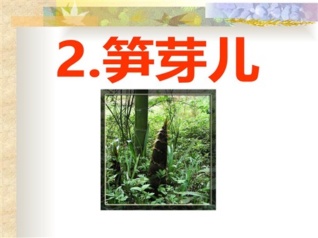 《笋芽儿》PPT课件10