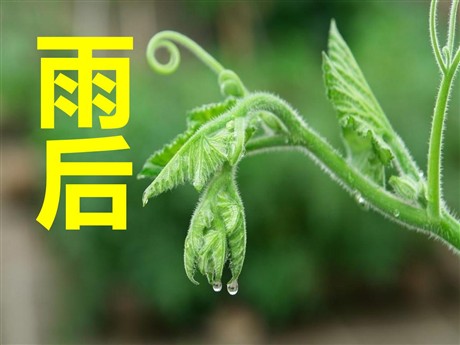 《雨后》PPT课件14