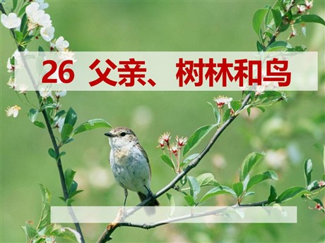 《父亲树林和鸟》PPT课件3