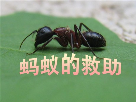 《蚂蚁的救助》PPT课件2