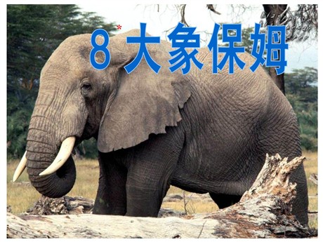 《大象保姆》PPT课件