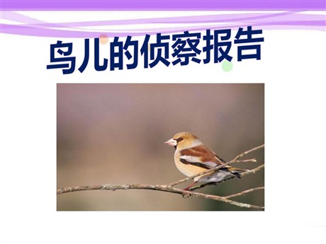 《鸟儿的侦察报告》PPT课件6