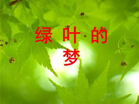 《绿叶的梦》PPT课件6